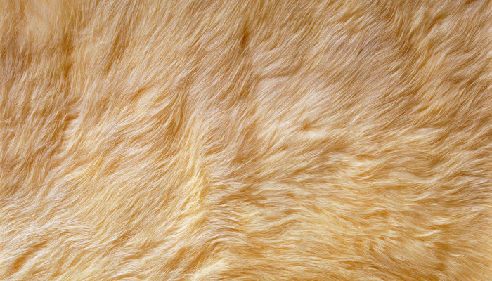 Animal Fur Wallpaper