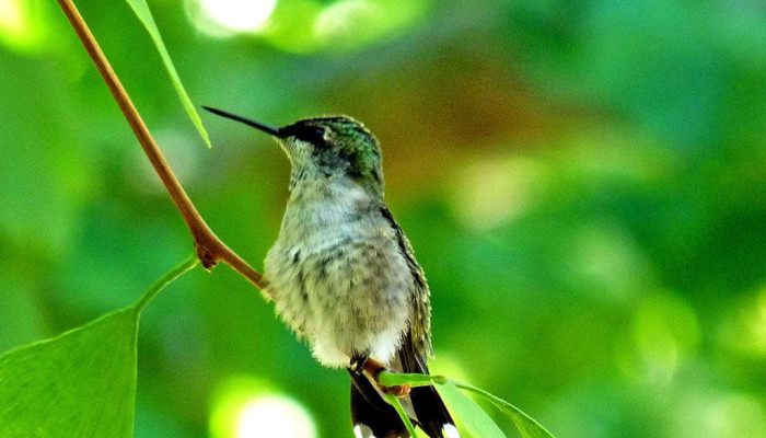 Baby Hummingbird Wallpaper