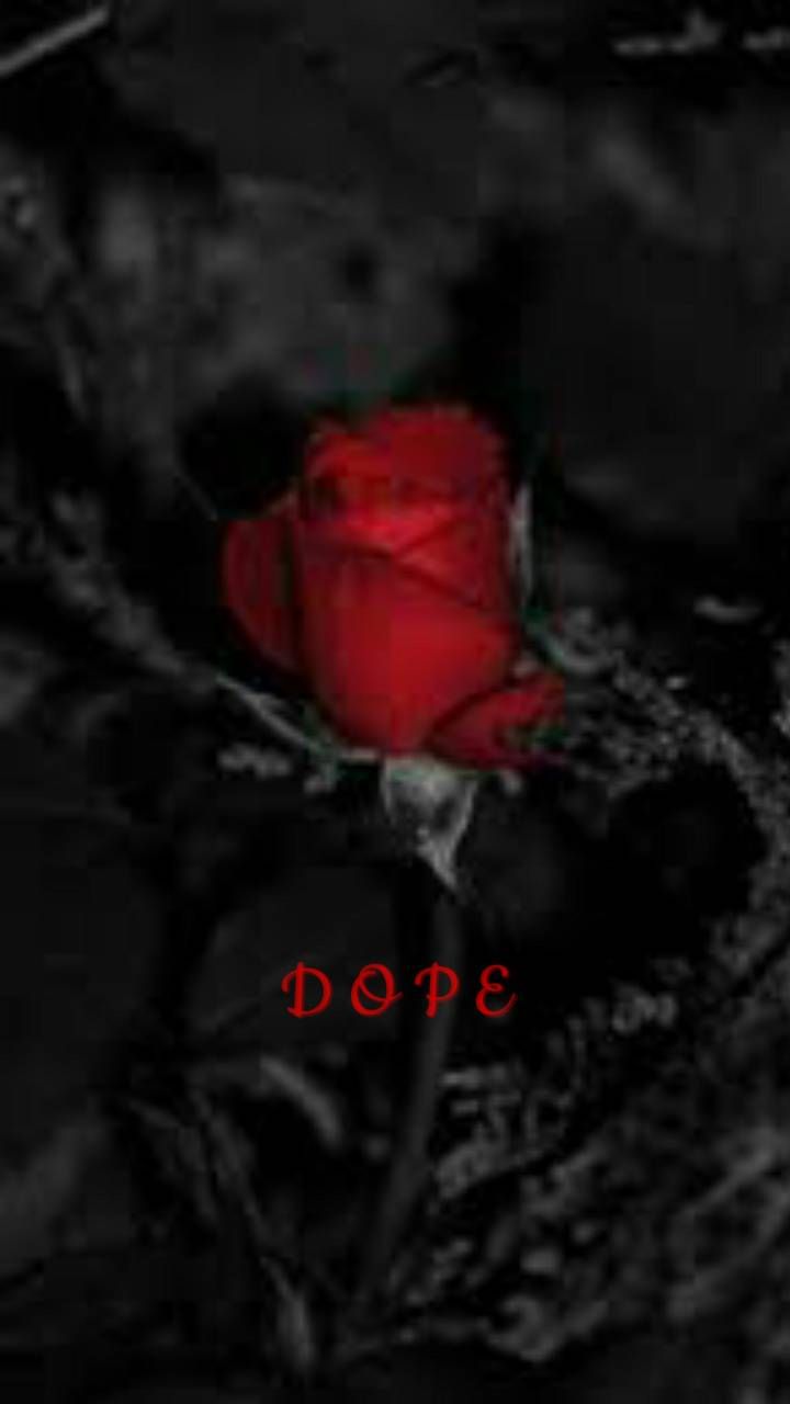 S letter rose by __KoniG__ • ZEDGE™ HD wallpaper | Pxfuel