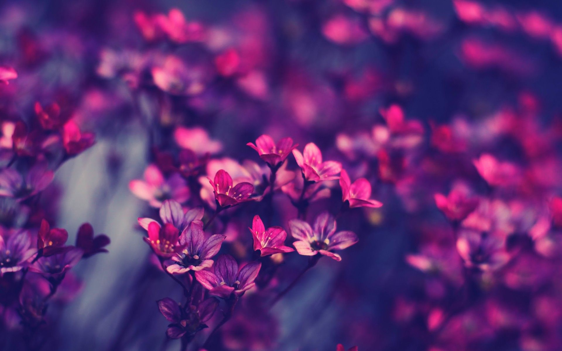 Featured image of post Aesthetic Background Flowers Hd : Find and download aesthetic wallpaper on hipwallpaper.