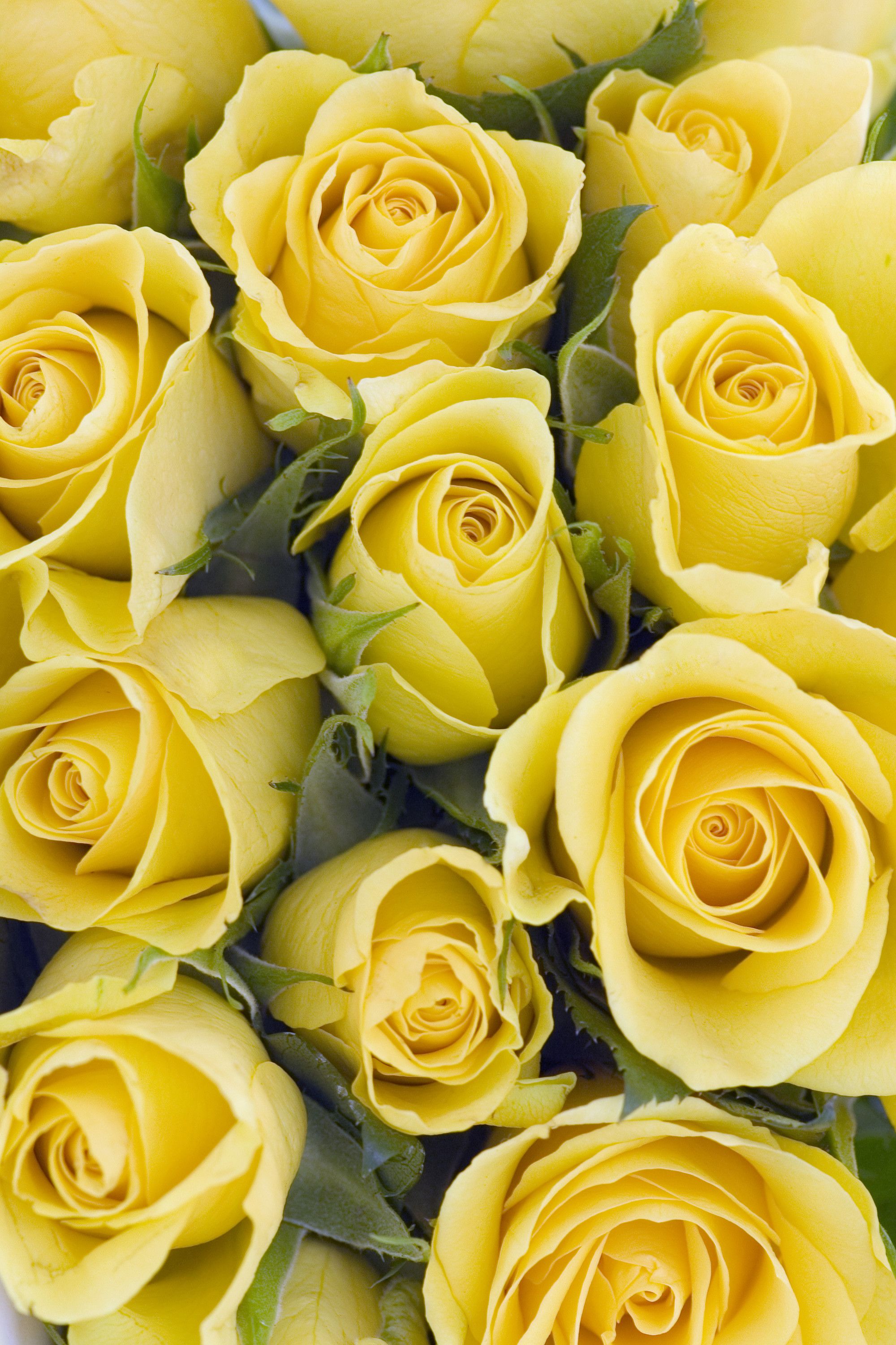 Yellow Roses Wallpapers on WallpaperDog