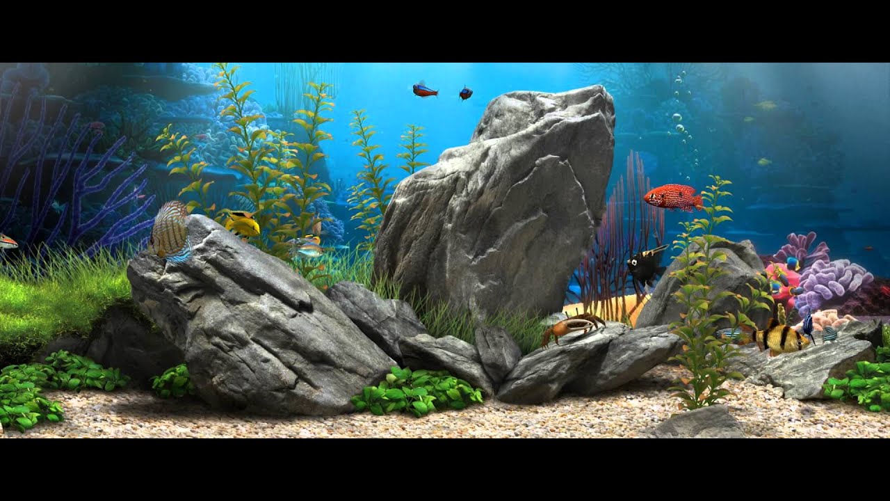 Live Aquarium Wallpapers on WallpaperDog