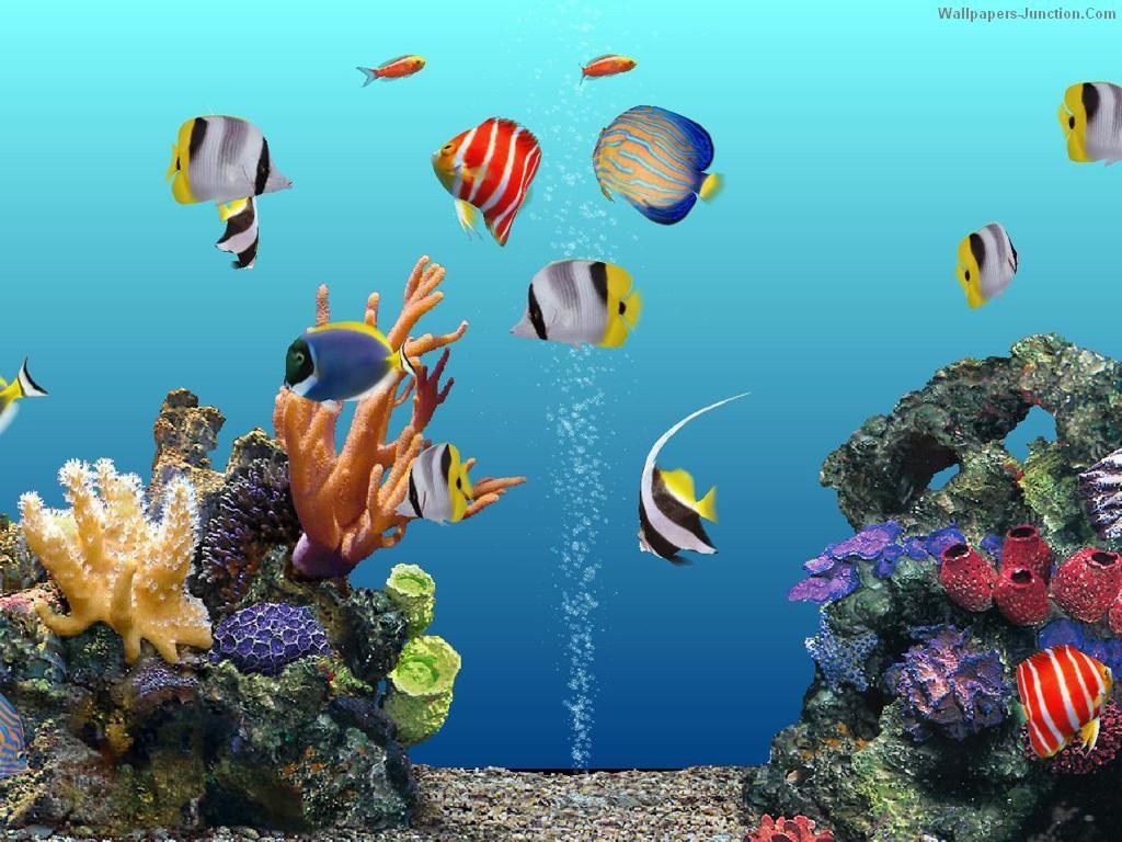 Live Aquarium Wallpapers on WallpaperDog