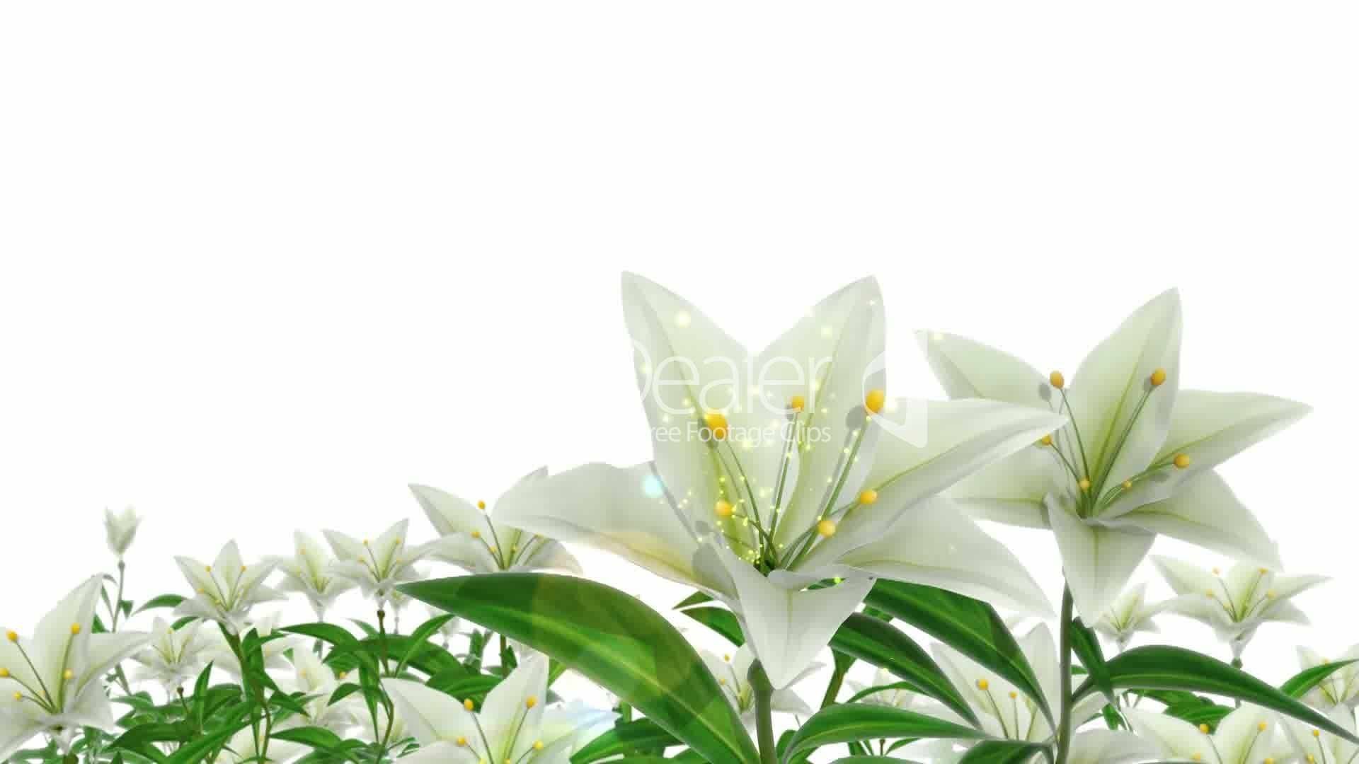Easter Lily Wallpapers on WallpaperDog