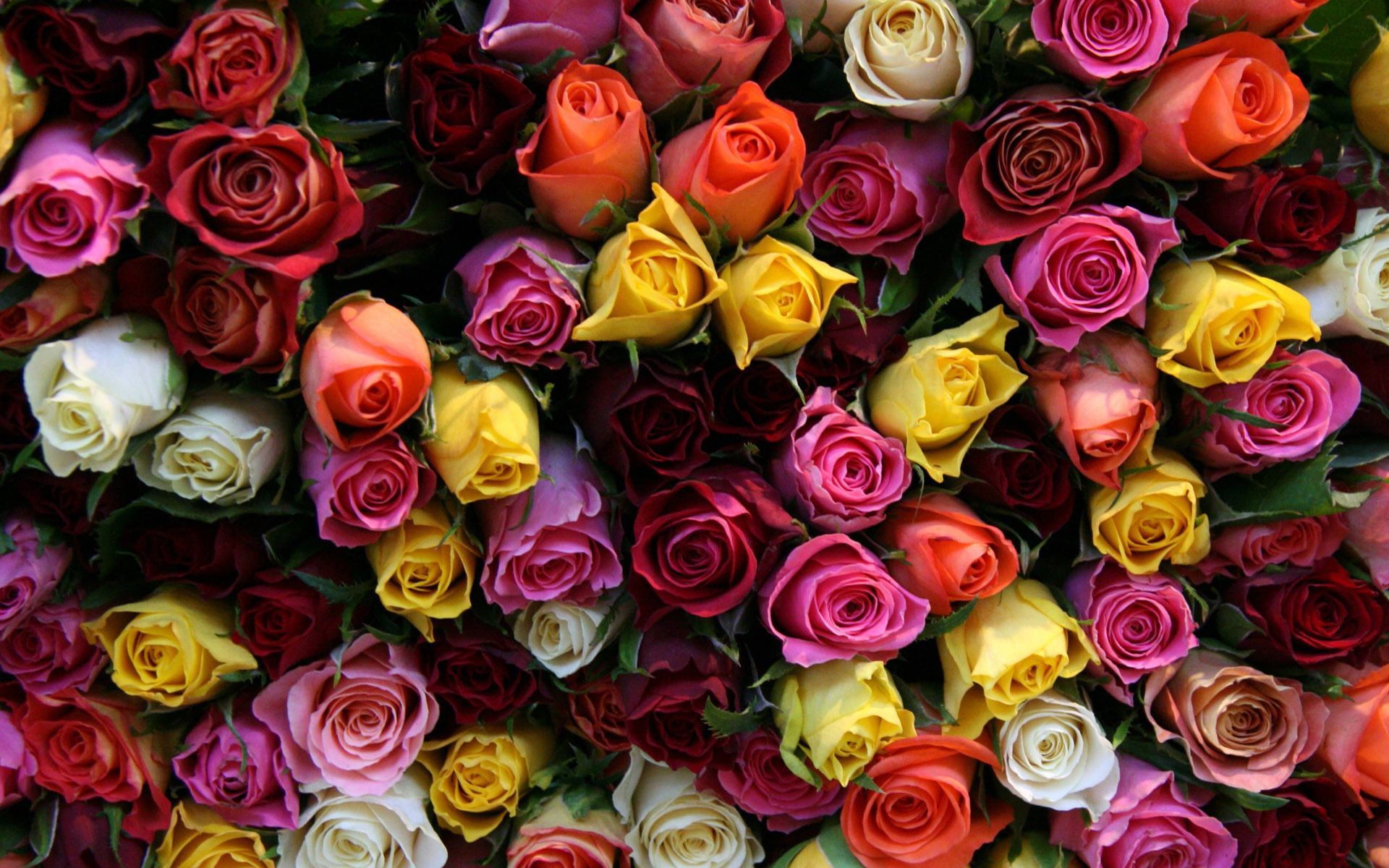 Colorful Roses Wallpapers on WallpaperDog