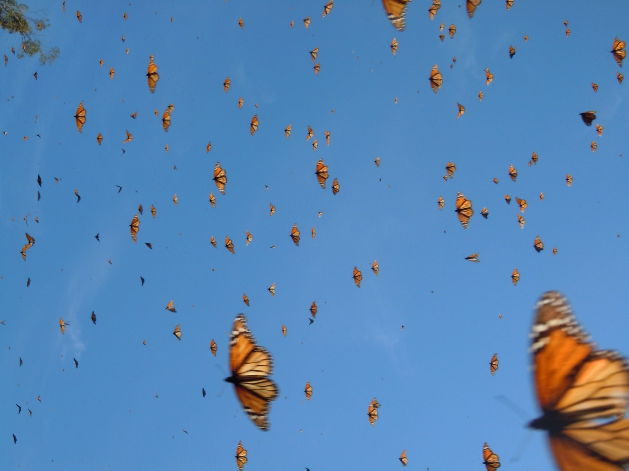 Огромные бабочки порхали. Миграция бабочек монархов. Бабочки летают. Полет бабочки. Бабочка взлетает.