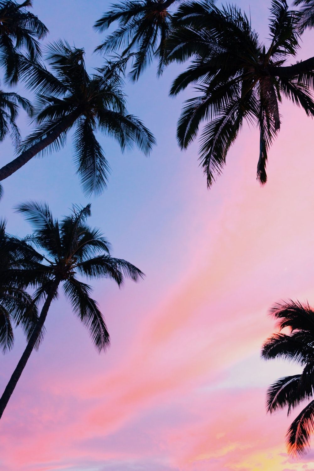 Palm Trees And Moon Amoled IPhone Wallpaper HD IPhone Wallpapers Wallpaper  Download  MOONAZ
