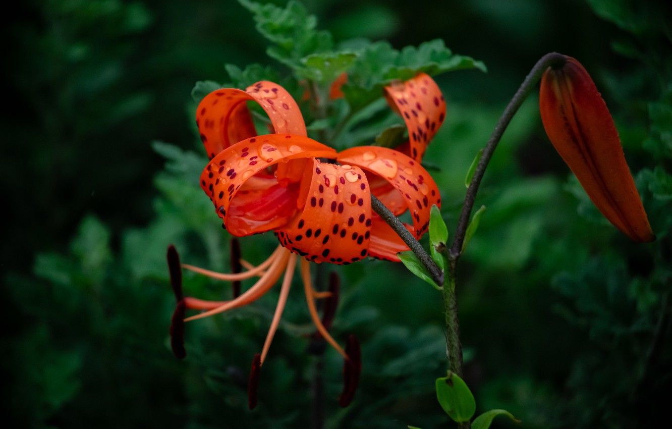 Tiger Lily Wallpapers.