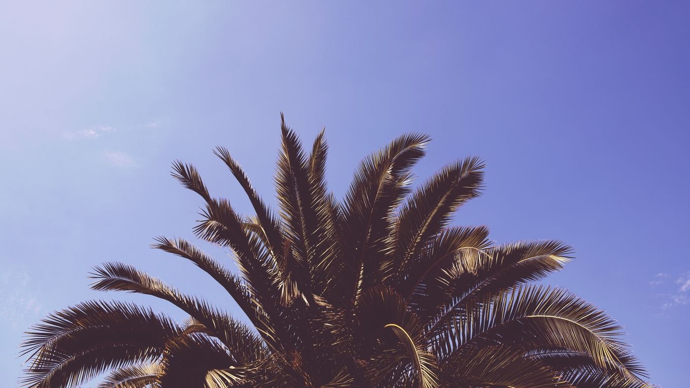 Featured image of post Aesthetic Palm Tree Wallpaper Laptop