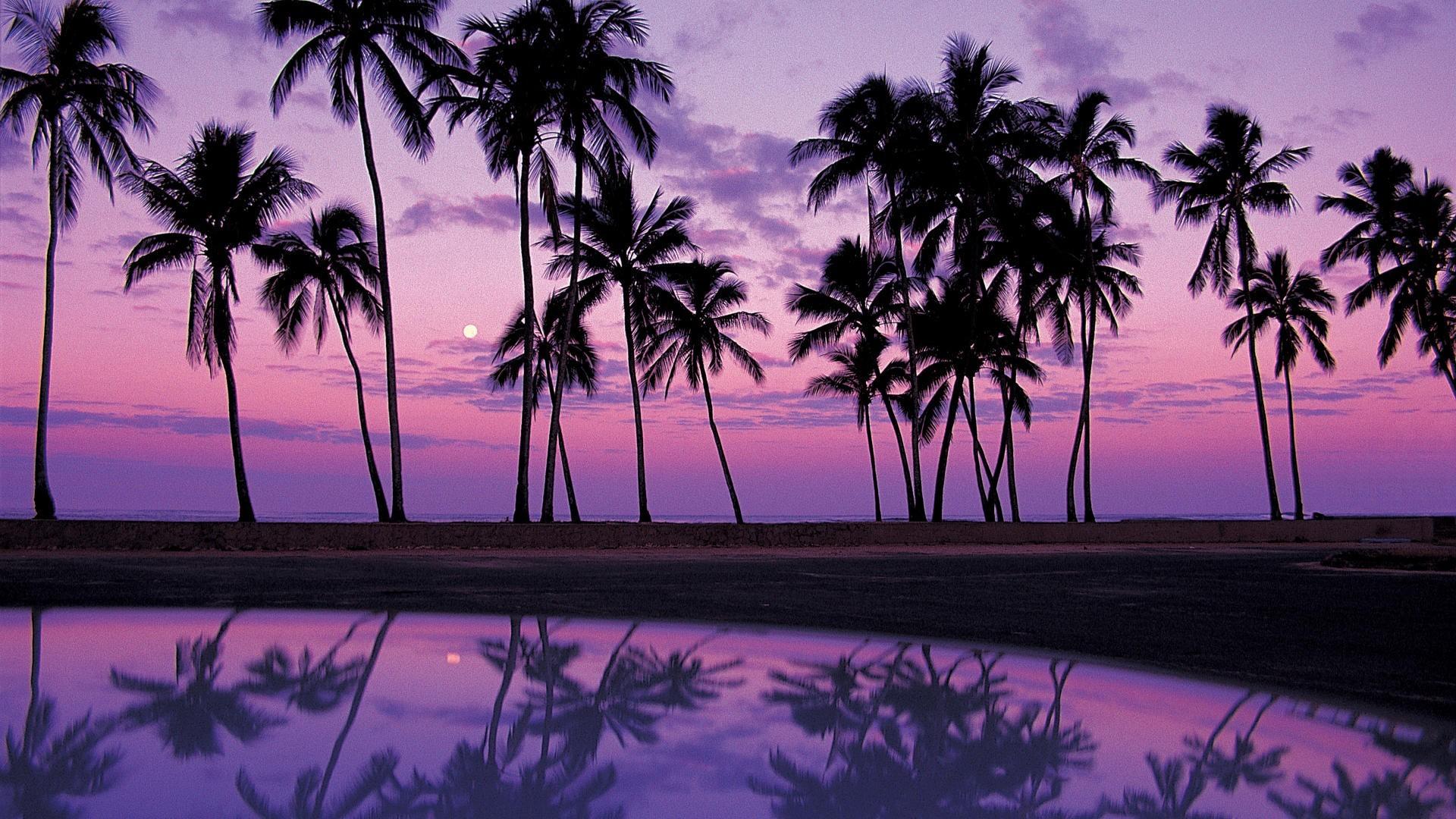 HD palm trees reflection sunset wallpapers  Peakpx
