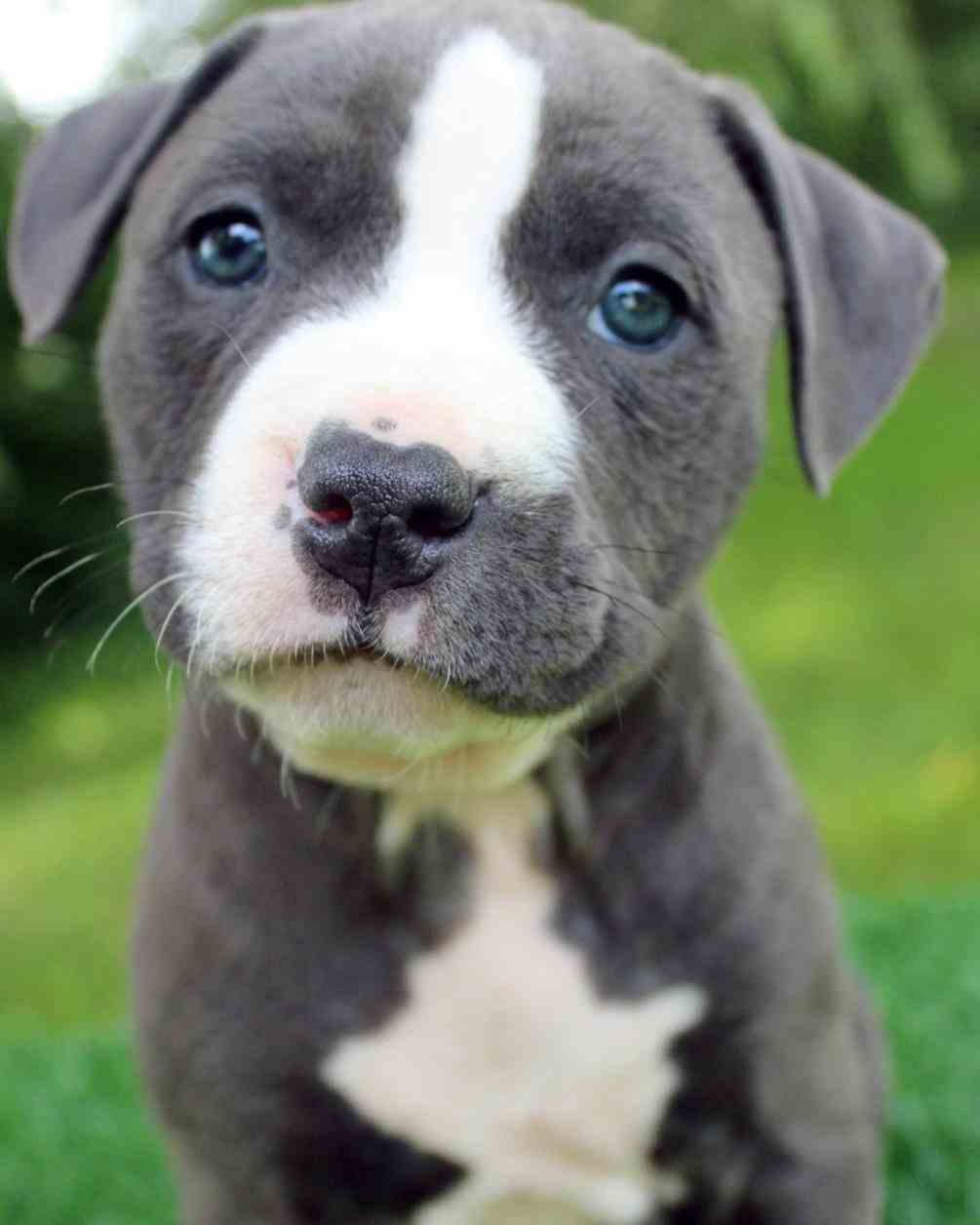 blue nose pitbull puppies wallpaper