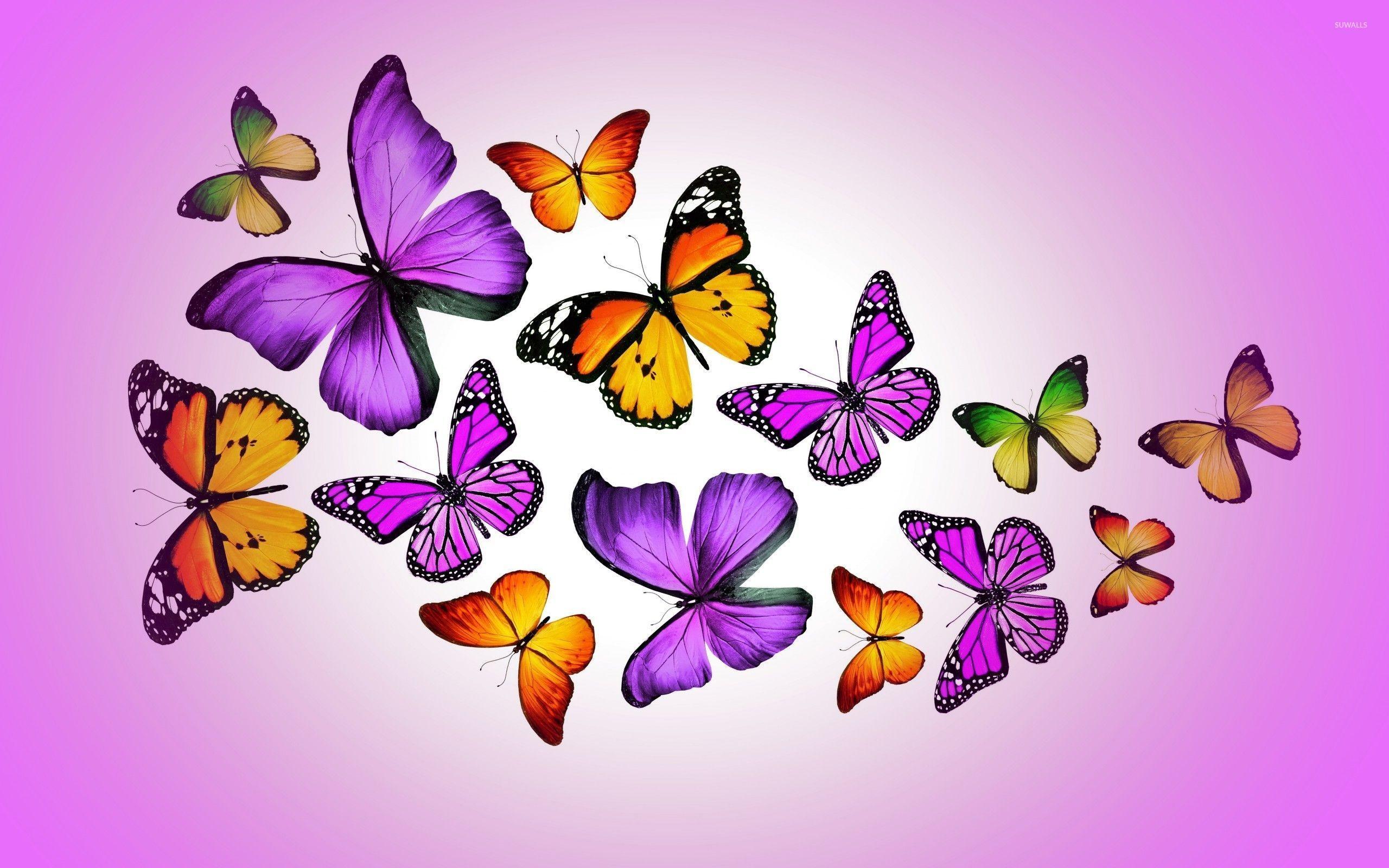 purple butterfly desktop wallpaper