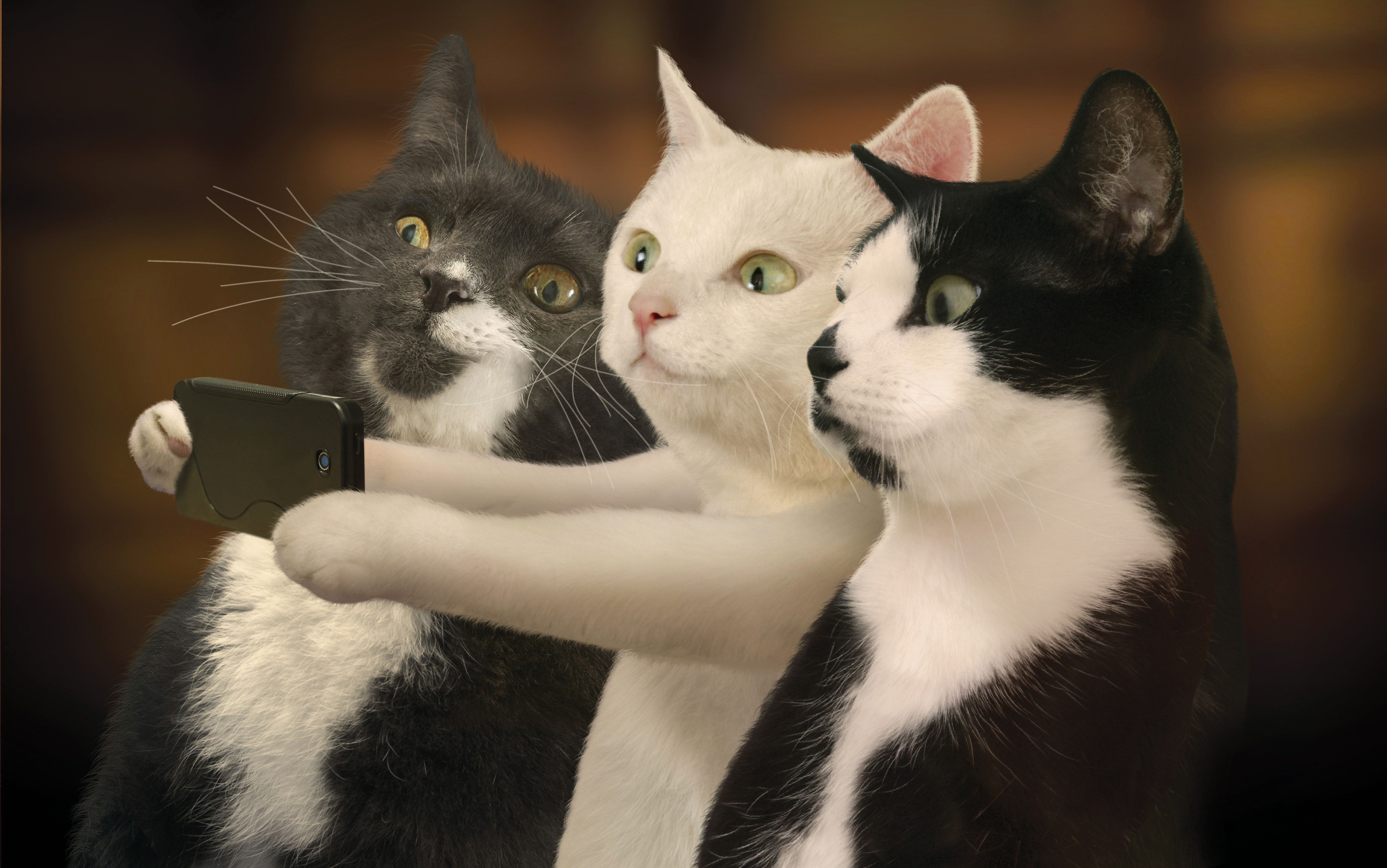Funny Cat Desktop Backgrounds
