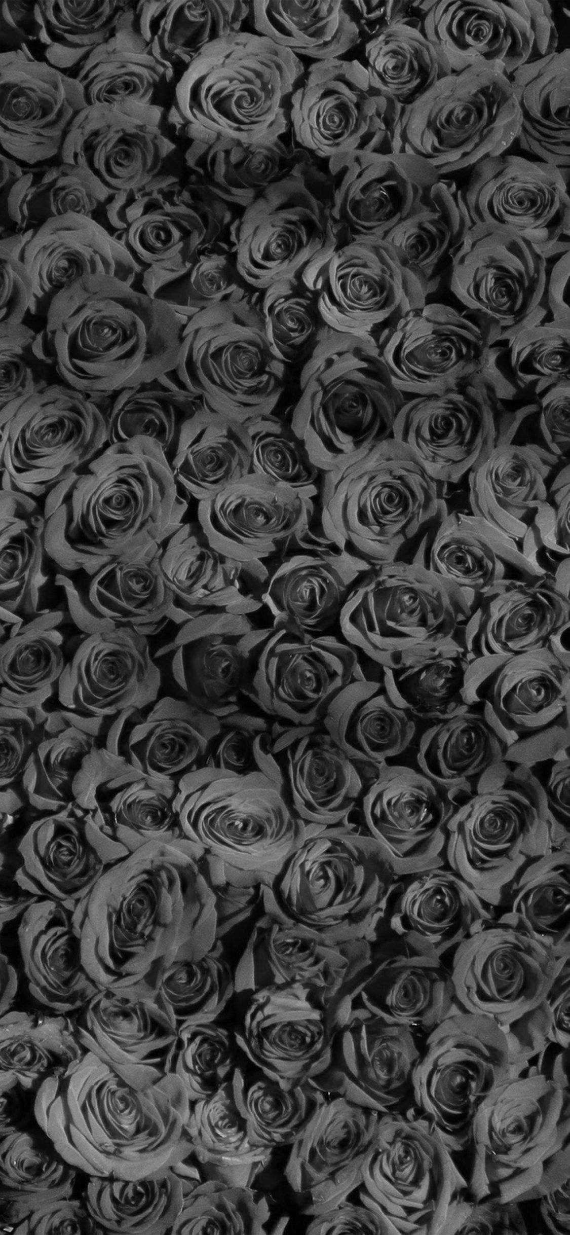 Black Roses Iphone Wallpapers On Wallpaperdog