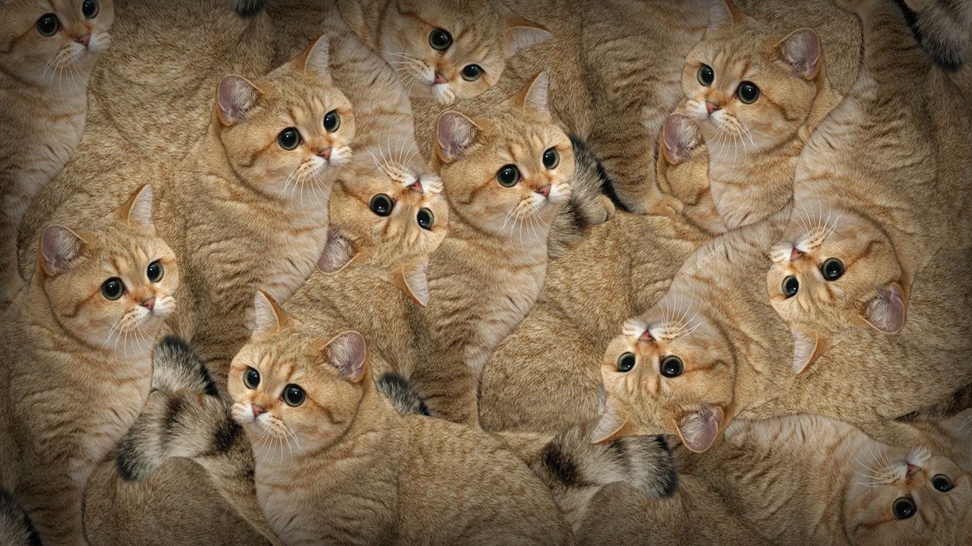 Funny Cat Wallpapers on WallpaperDog