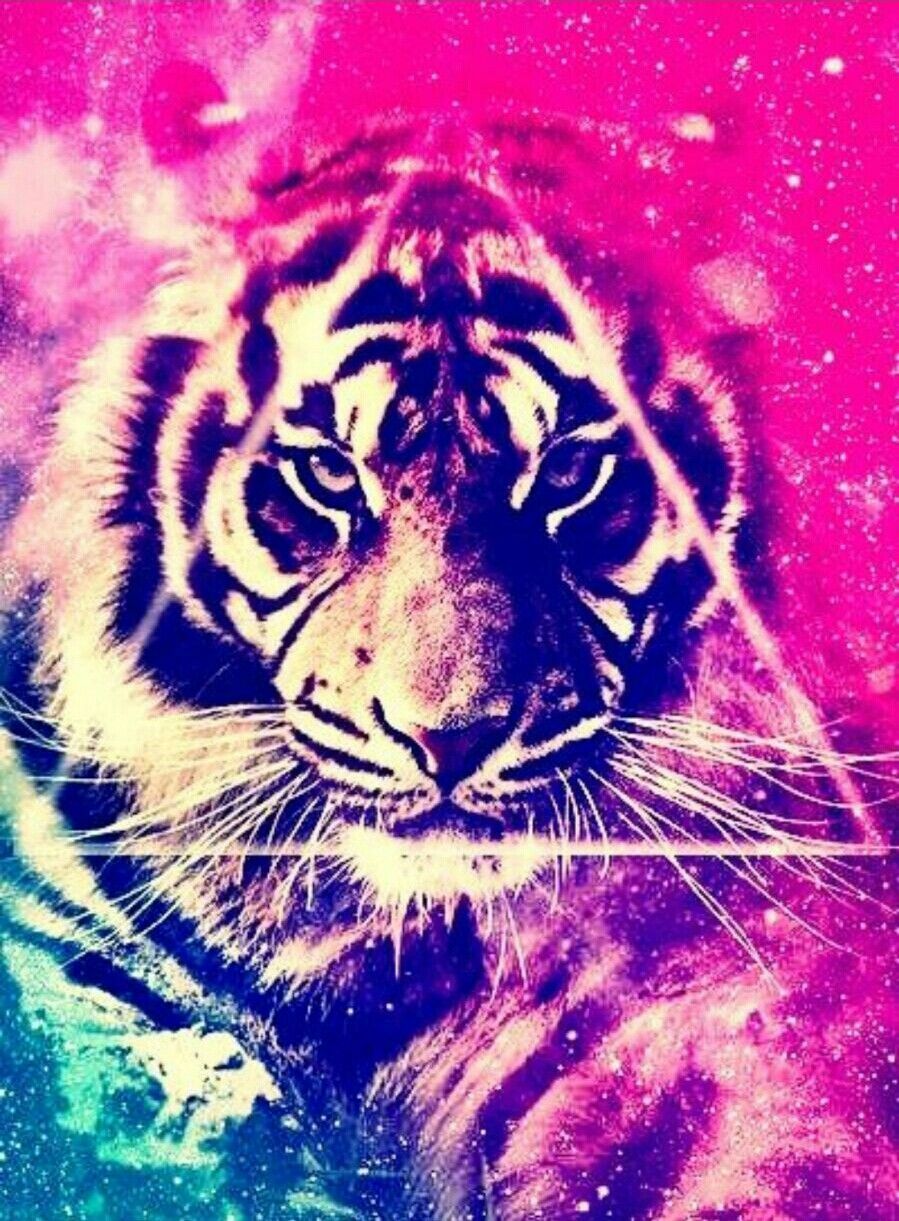 Cool Tiger Backgrounds 63 pictures