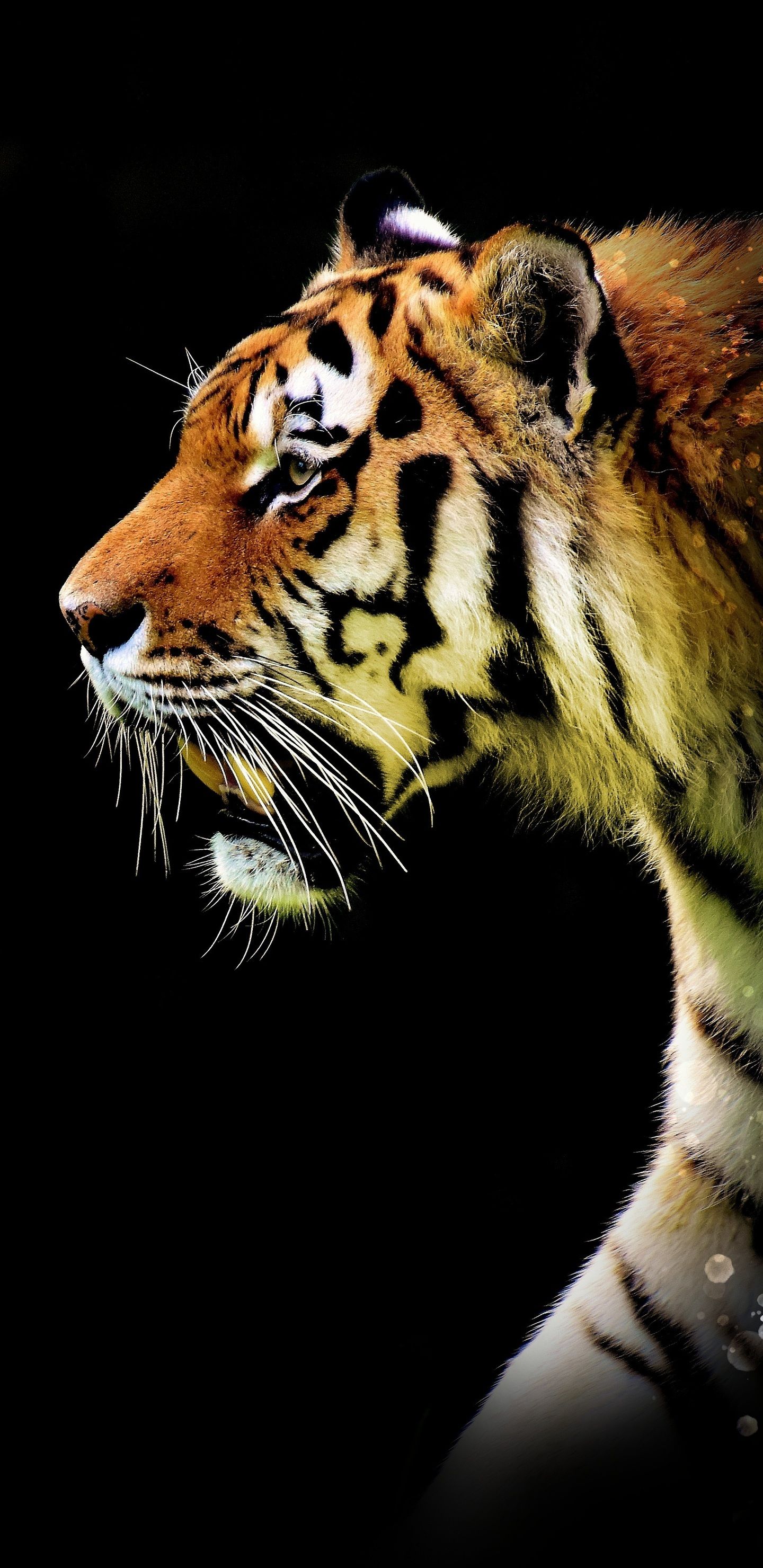 35+] Tiger Backgrounds - WallpaperSafari