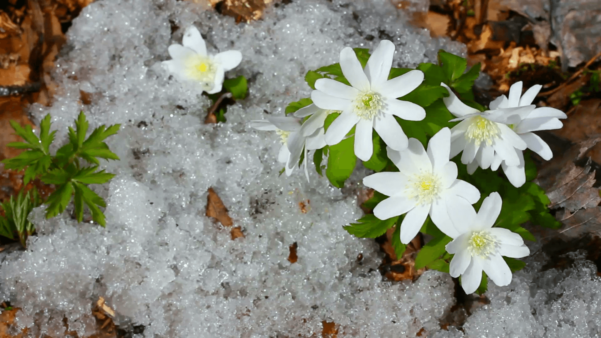 Первоцветы ветреница снег