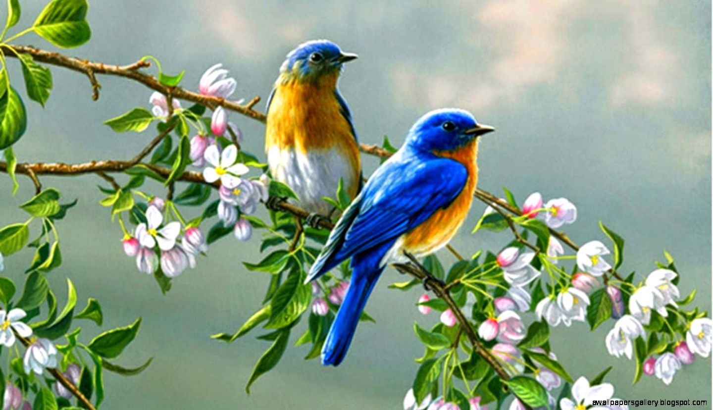 Love Bird HD Birds 4k Wallpapers Images Backgrounds Photos and Pictures