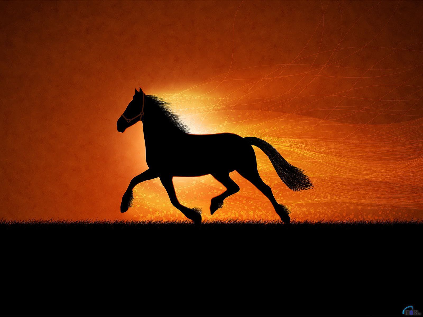 Horse Wallpapers on WallpaperDog