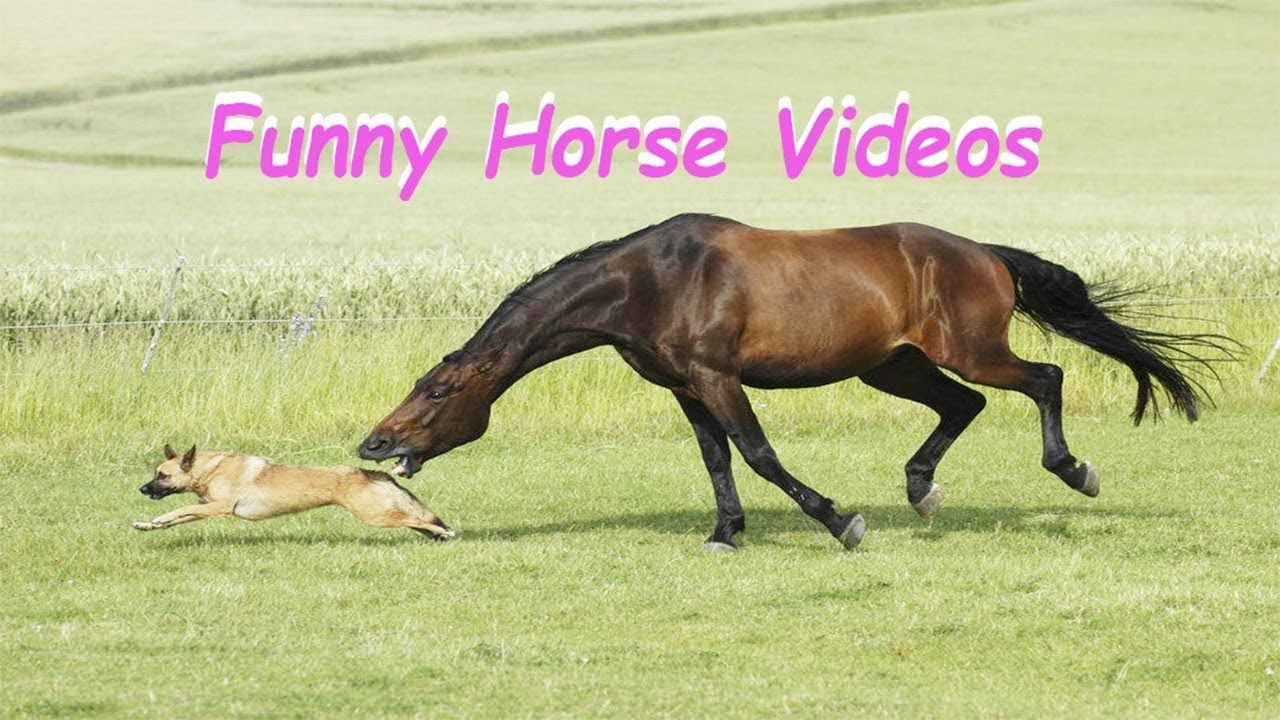 Horse videos. Лошадь видео на котором. Funny Horse. Funny photos with Horses.