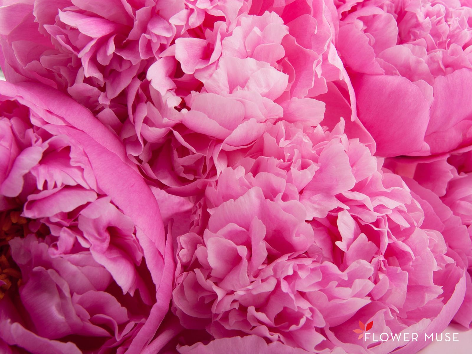 Pink peonies pink peonies still life graphy beauty soft HD wallpaper   Peakpx