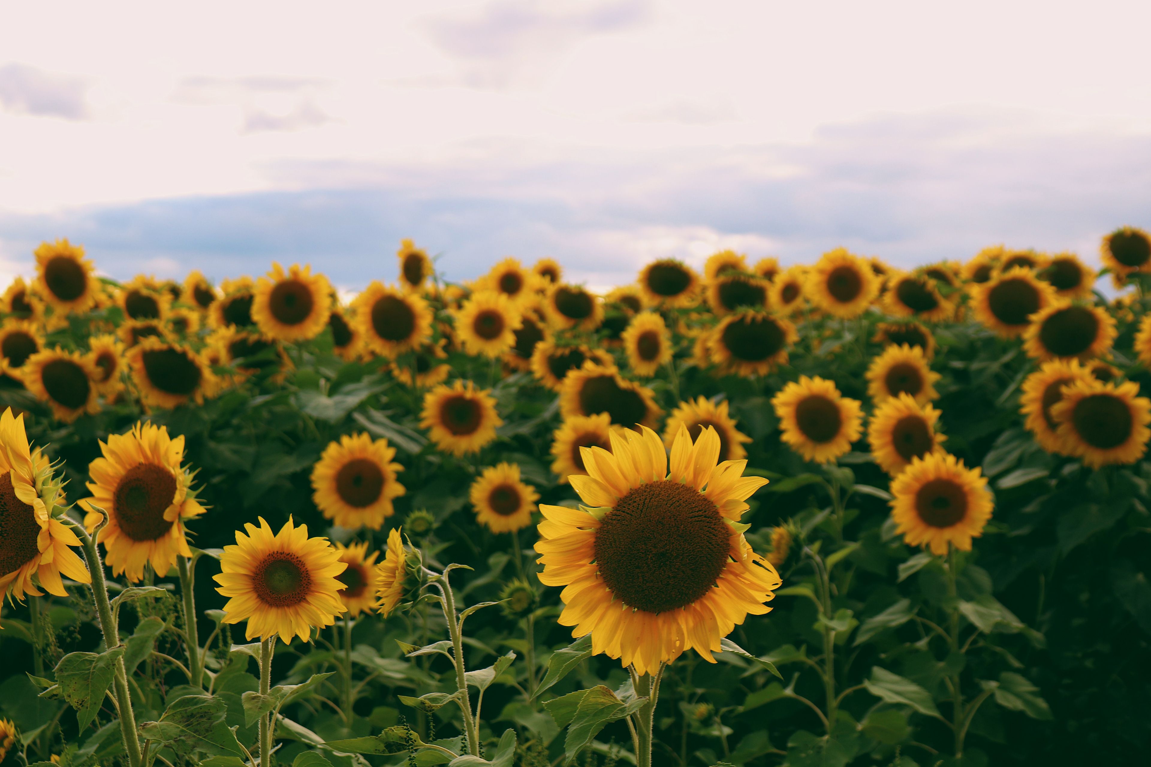 VSCO Sunflower Wallpapers on WallpaperDog