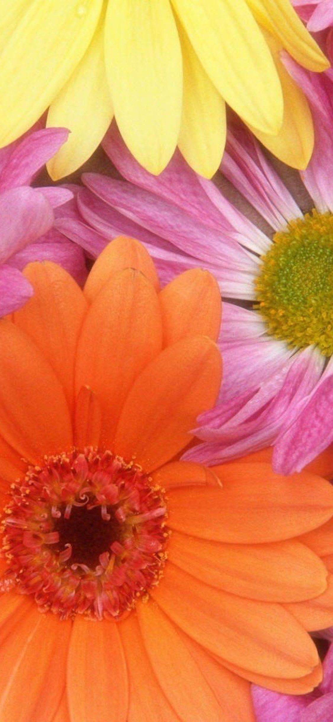 Colorful Daisies Wallpapers On Wallpaperdog