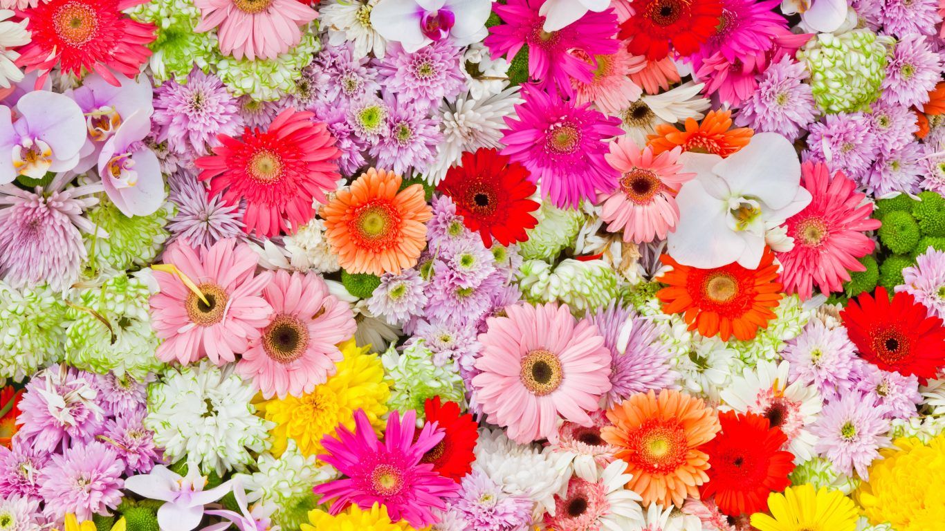 Colorful Daisies Wallpapers on WallpaperDog