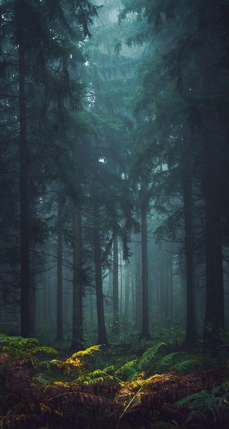 Misty Forest Wallpaper  iPhone Android  Desktop Backgrounds