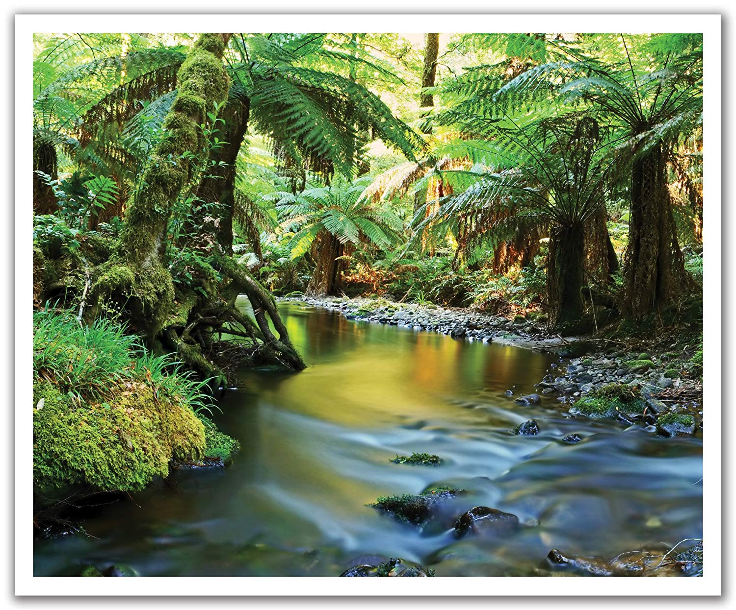 Влажные тропики Квинсленда Австралия. Лесная природа Австралии. Растения тропического леса австралийско области. Тропический оазис