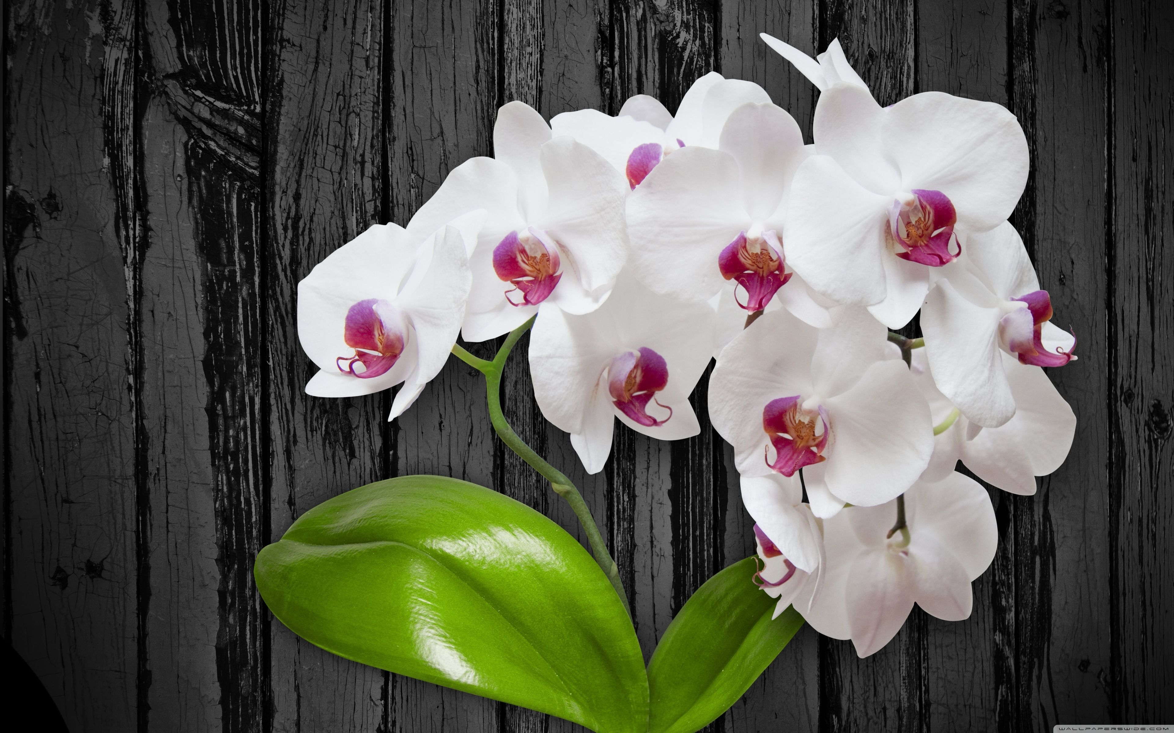 Orchid Wallpapers on WallpaperDog