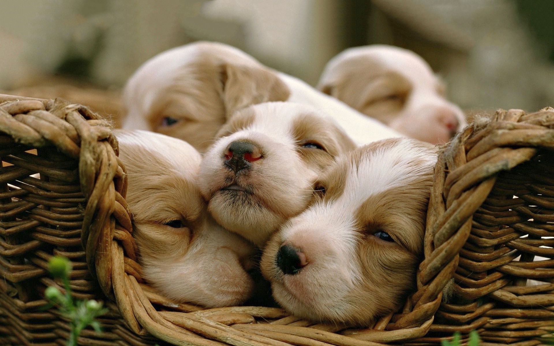 Puppy Sleeping Wallpapers On WallpaperDog