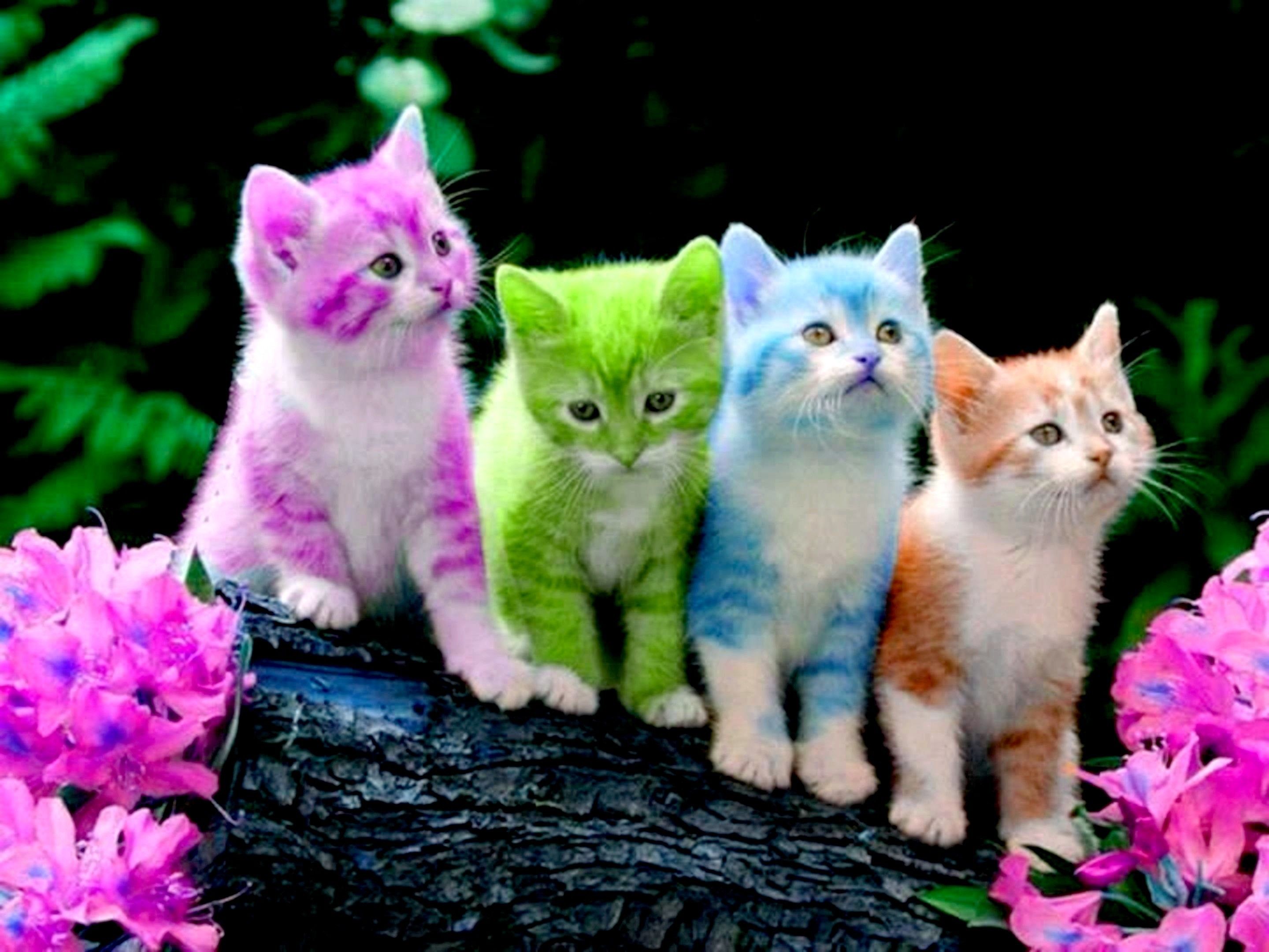 Beautiful Kitten Wallpapers on WallpaperDog
