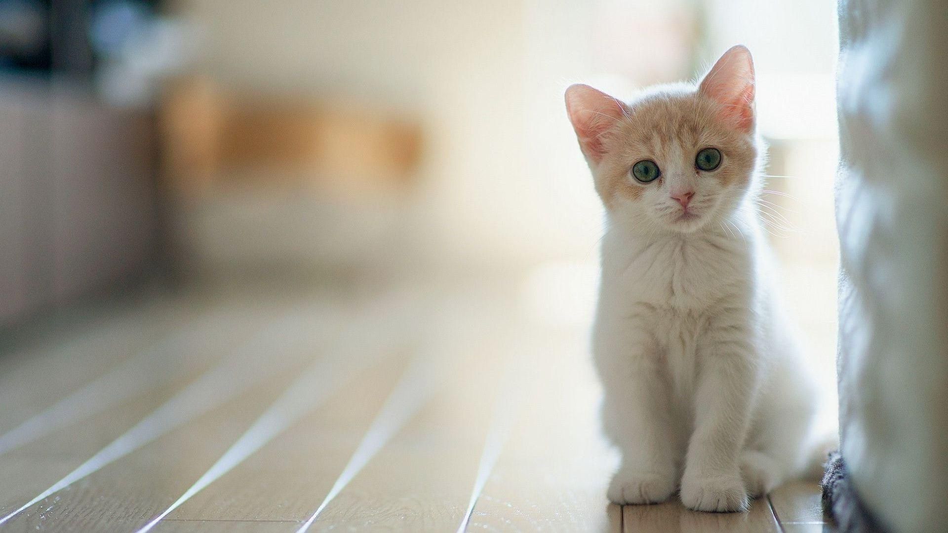 Cute Kitten Desktop Wallpapers on
