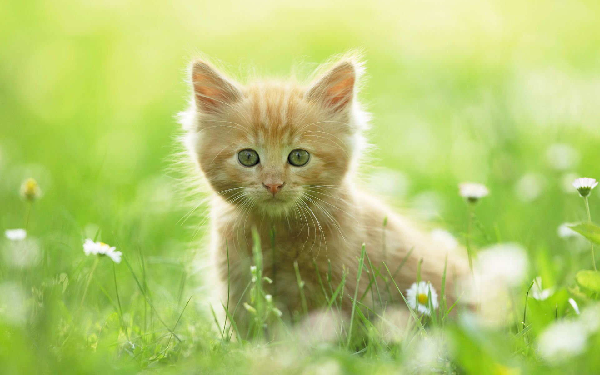 Cute Kitty Wallpaper 66 images