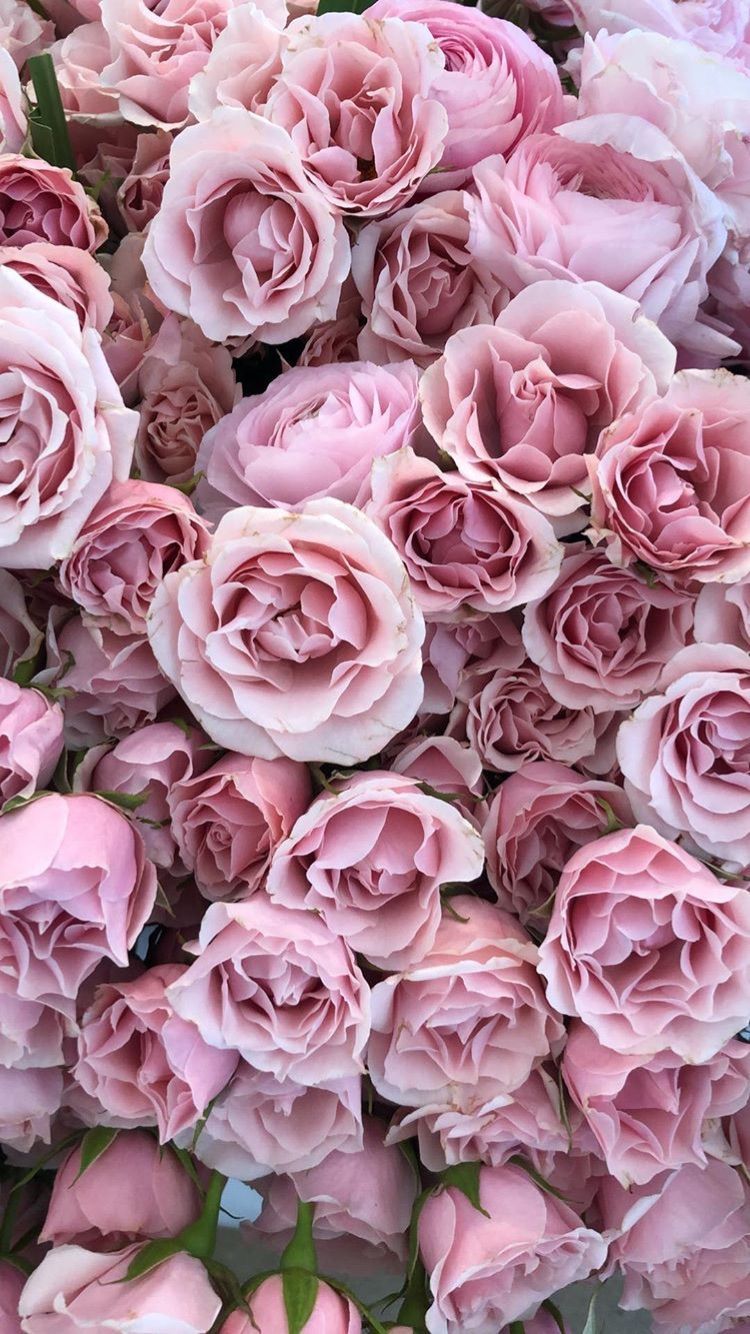 Gucci Rose Pink Wallpapers - một sự kết hợp tuyệt vời giữa thiết kế Gucci và sắc hồng hoa hồng đầy quyến rũ. Làm mới màn hình của bạn với những hình nền đẹp mắt này và thể hiện phong cách thời trang của bạn! Hãy xem qua bộ sưu tập của chúng tôi để tìm kiếm những hình nền Gucci Rose Pink hoàn hảo cho thiết bị của bạn!