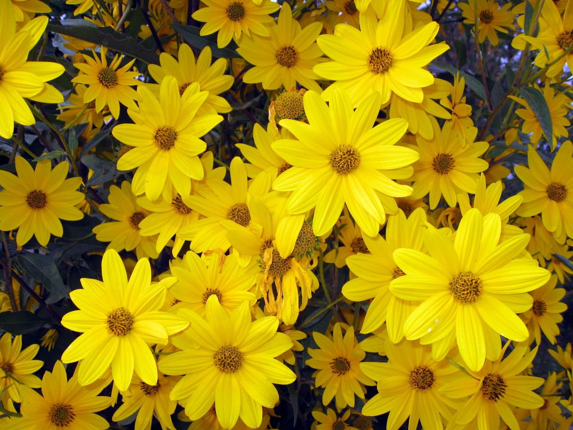 Как называются первые желтые цветы