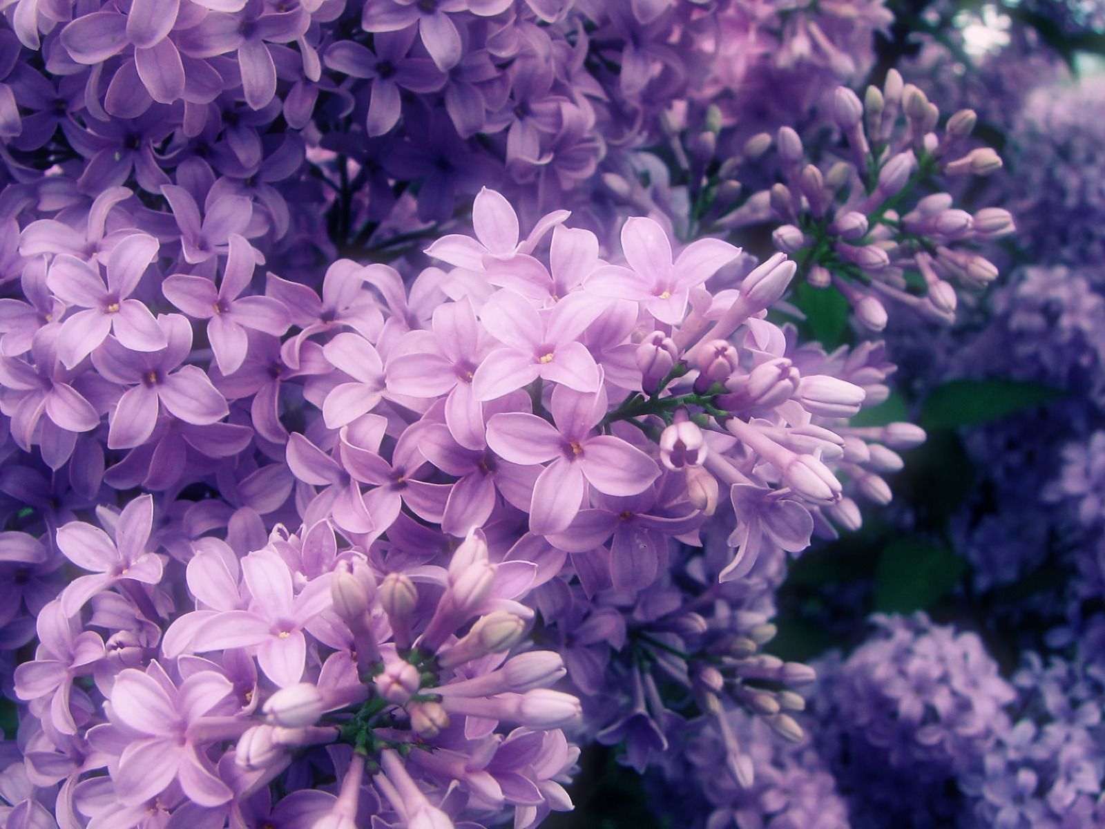 Lilac wallpaper for your home  TenStickers
