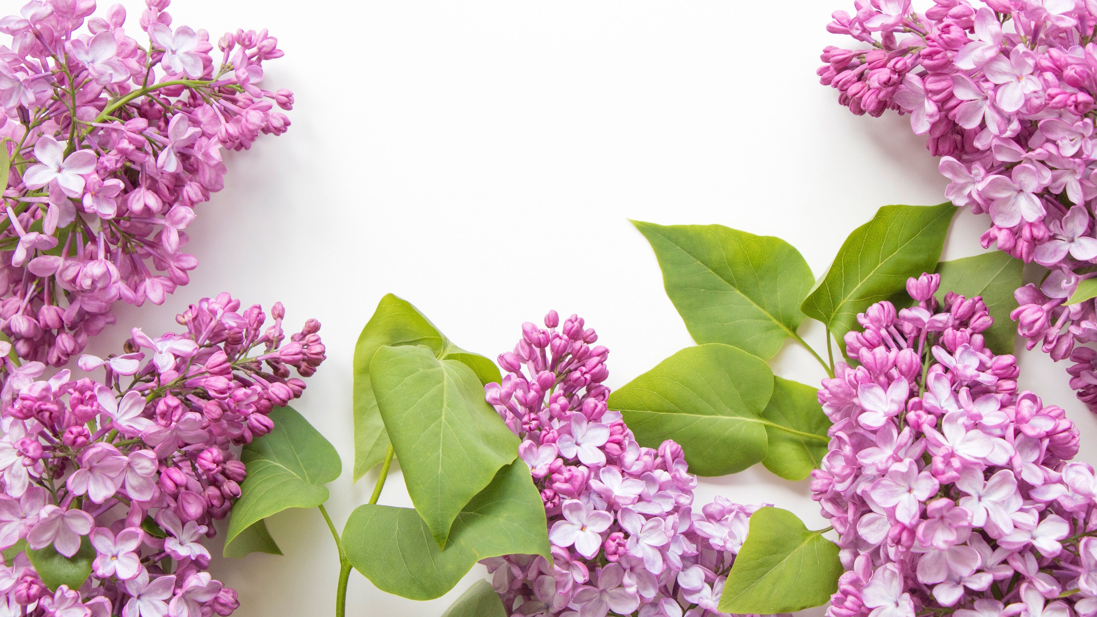 Lilac Photos Download The BEST Free Lilac Stock Photos  HD Images