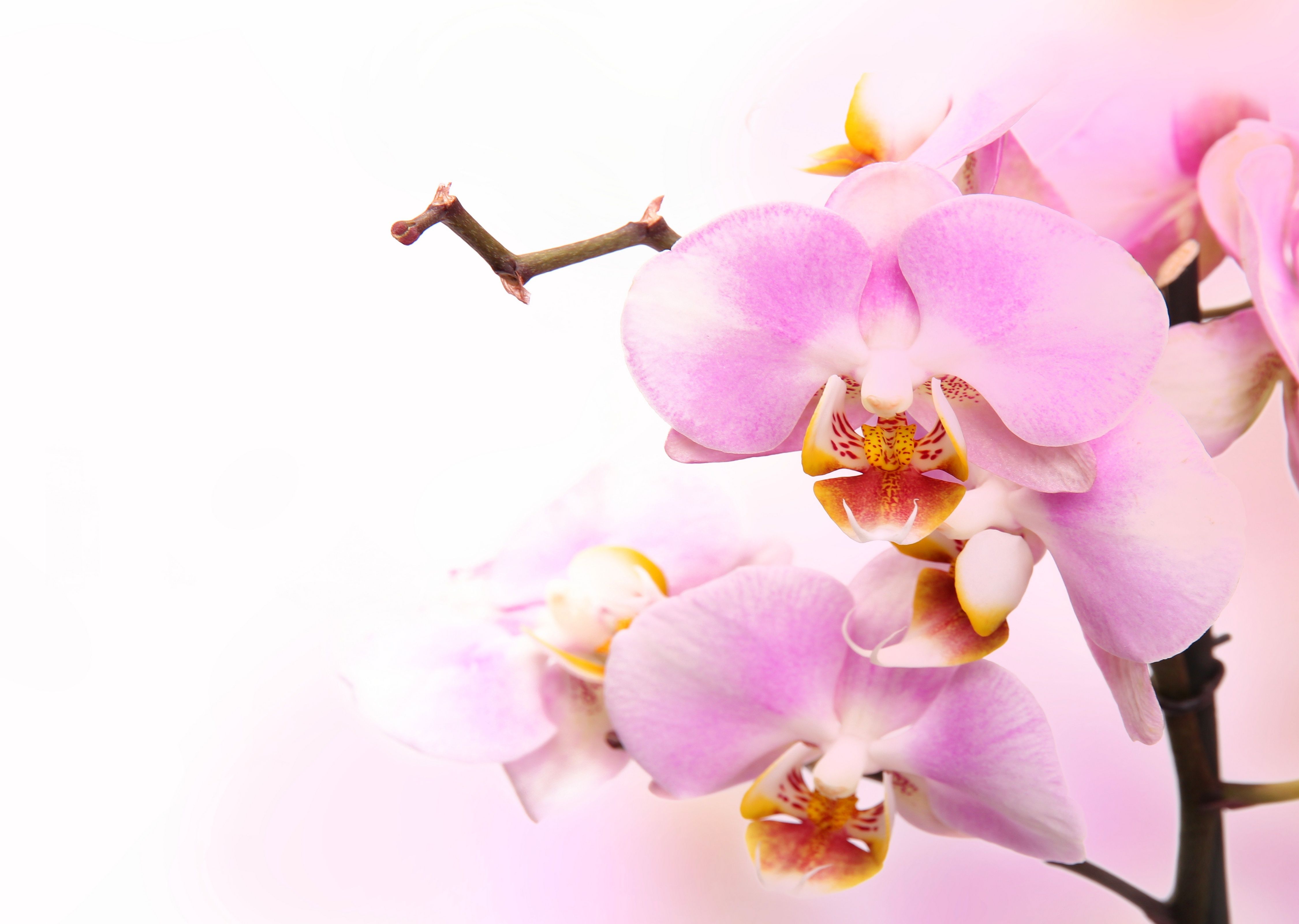 Pink Orchid Wallpapers On Wallpaperdog