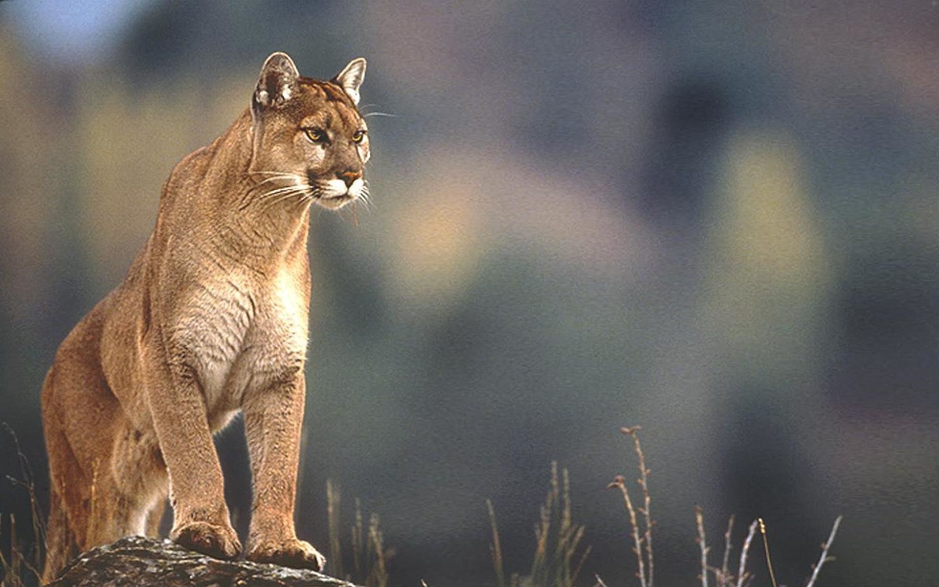 Epic Puma Wallpapers On WallpaperDog