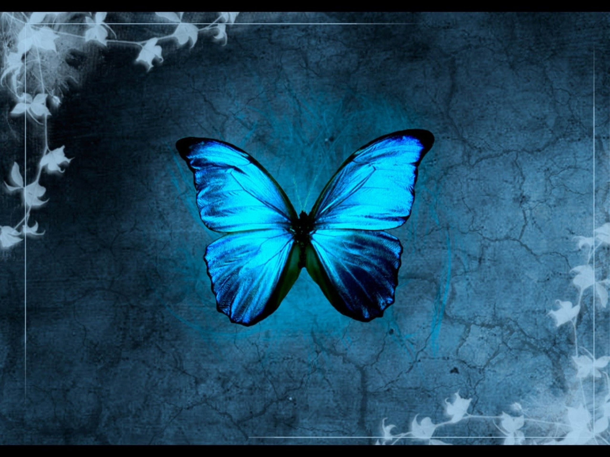 Download Butterfly Abstract Wallpapers On Wallpaperdog