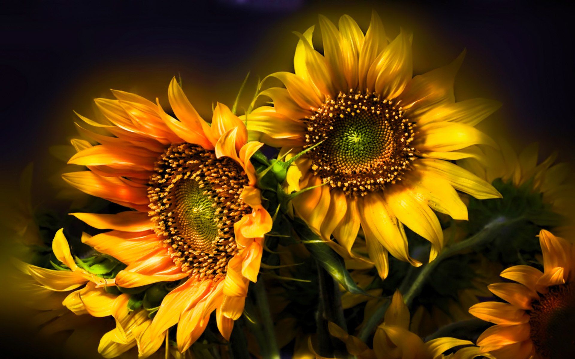 Sunflower Desktop Wallpapers Free  Wallpaper Cave