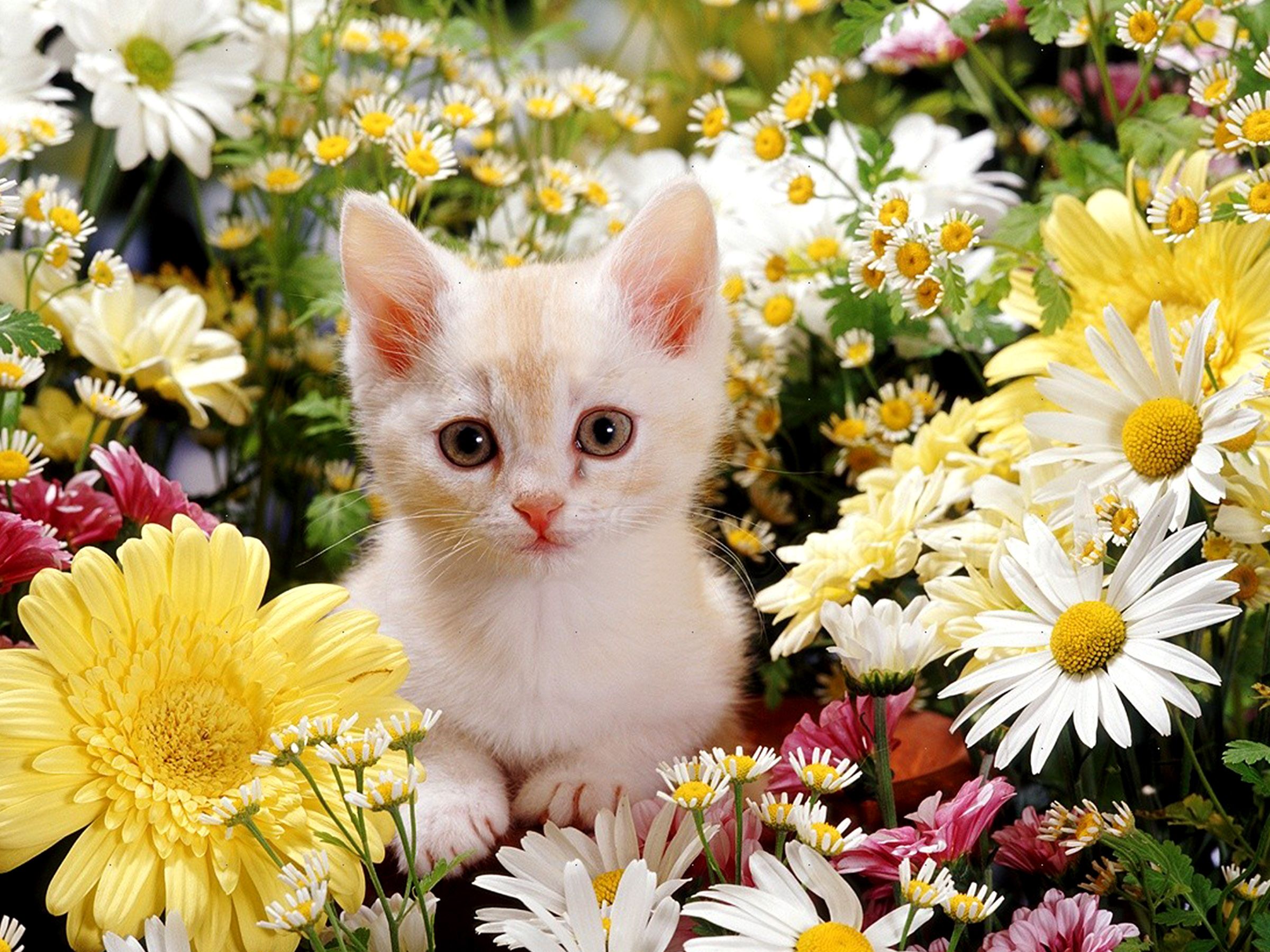 Beautiful Kitten Wallpapers On WallpaperDog