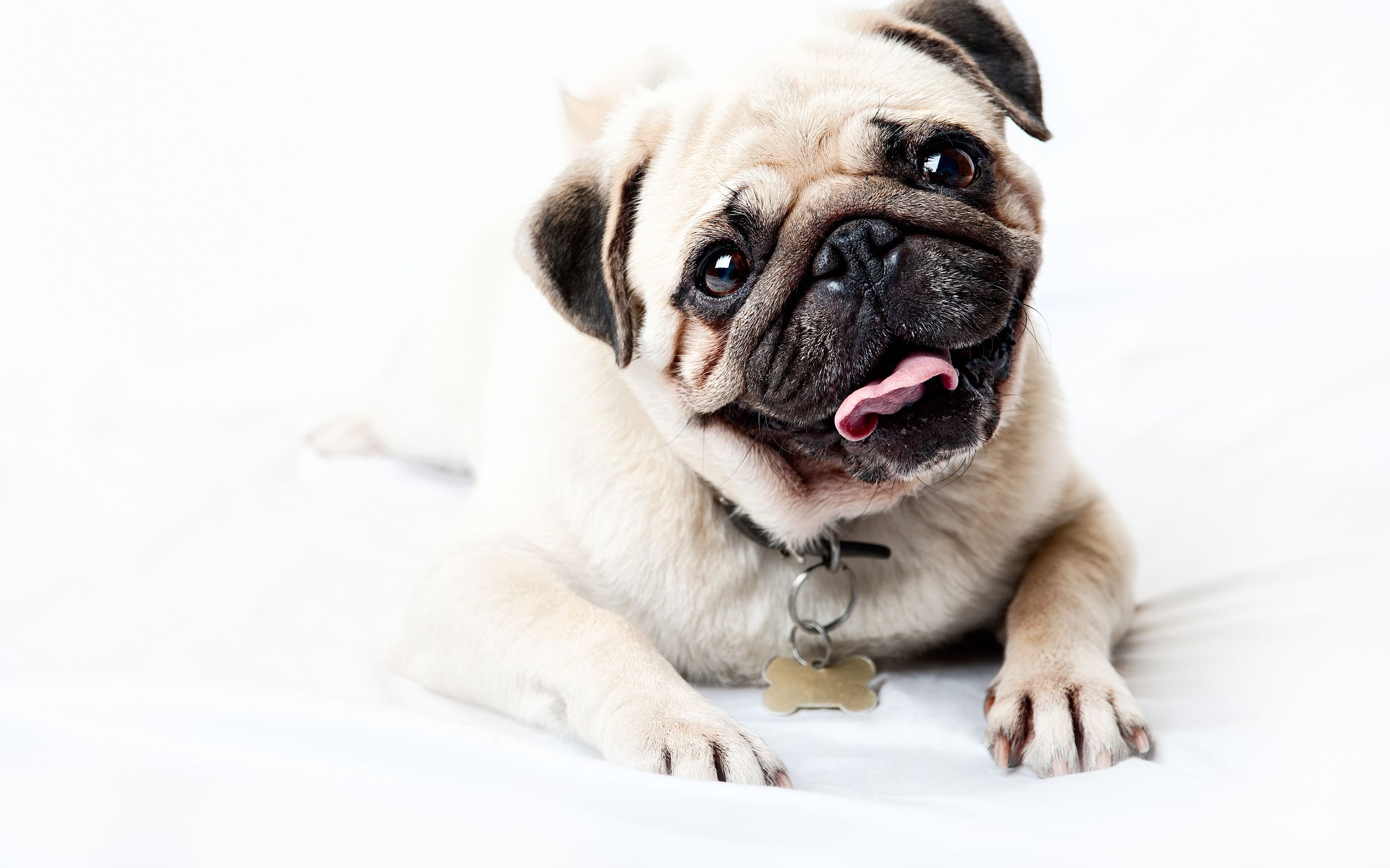 110 Pug HD Wallpapers and Backgrounds