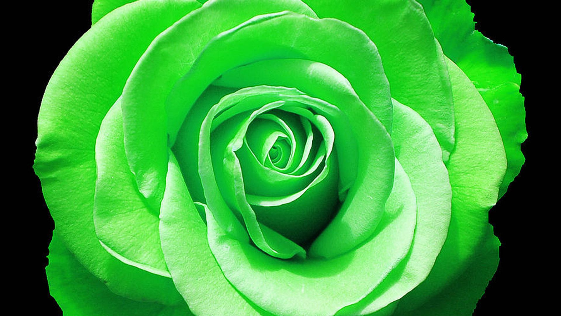 86 Best Green rose ideas  rose green rose beautiful roses