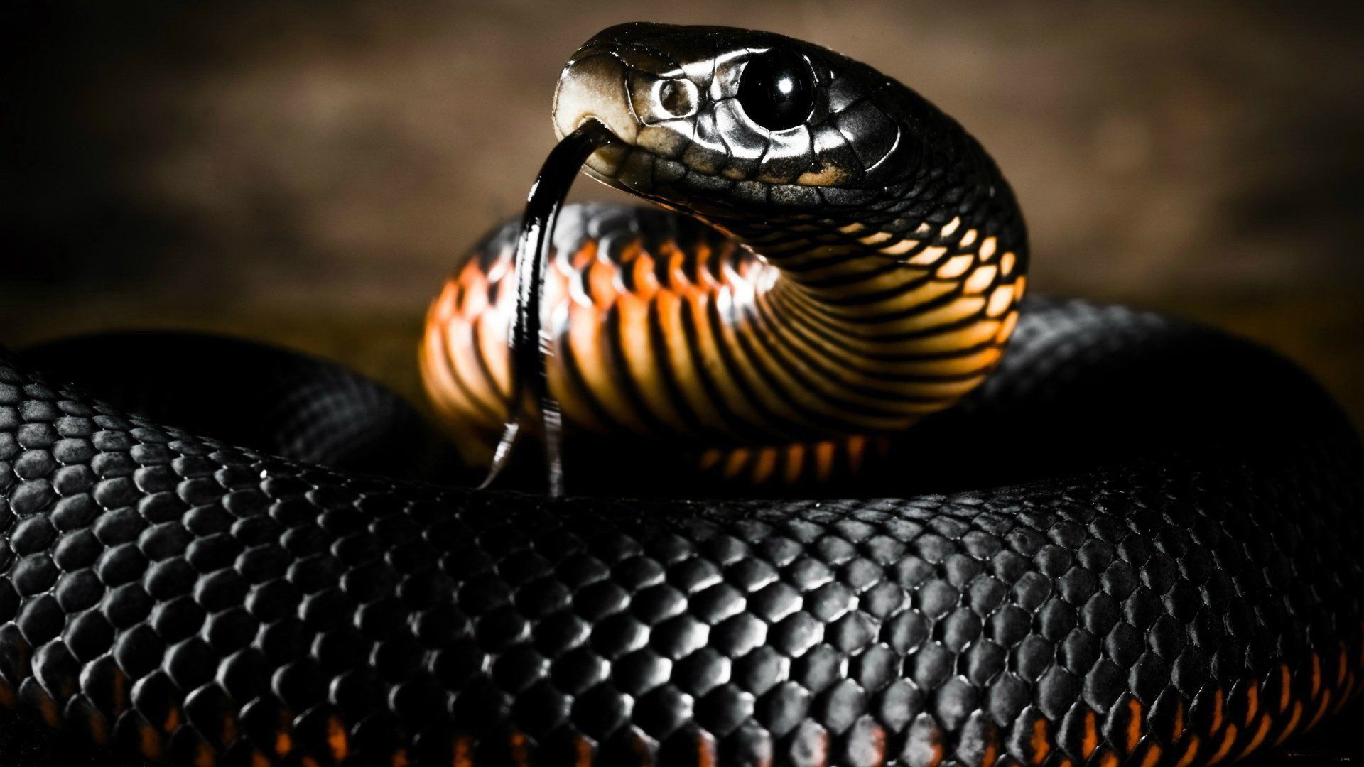 Black King Cobra Snake  HD Wallpapers