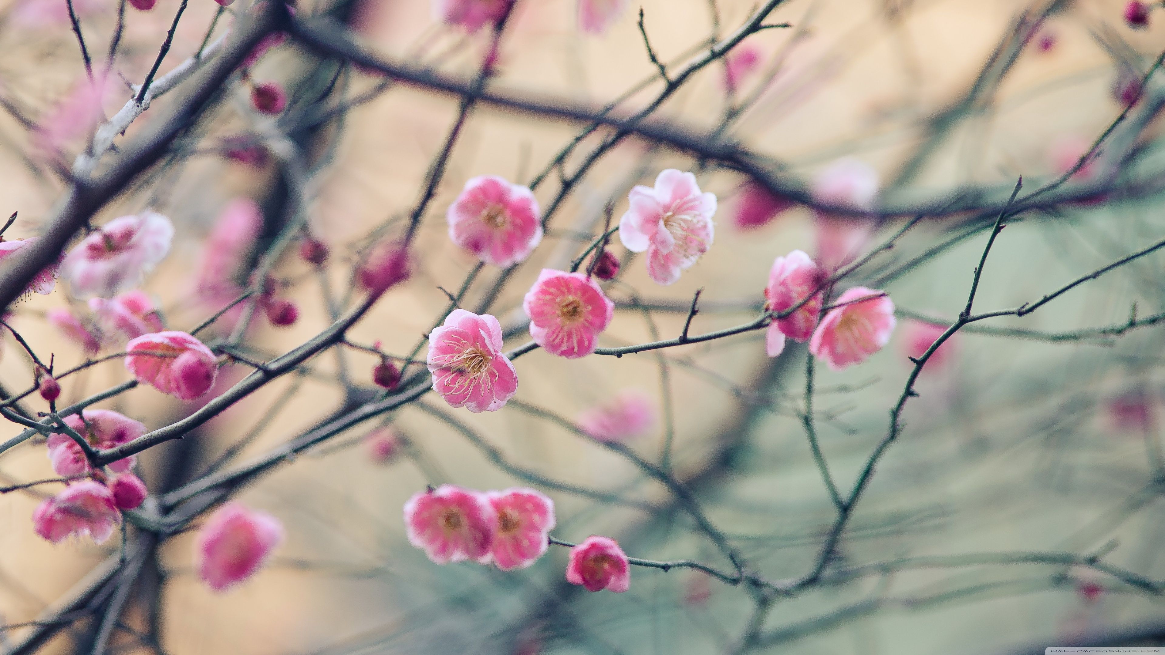 Plum blossom. Умэ Мон. Весенний фон на рабочий стол. Нежные весенние цветы.