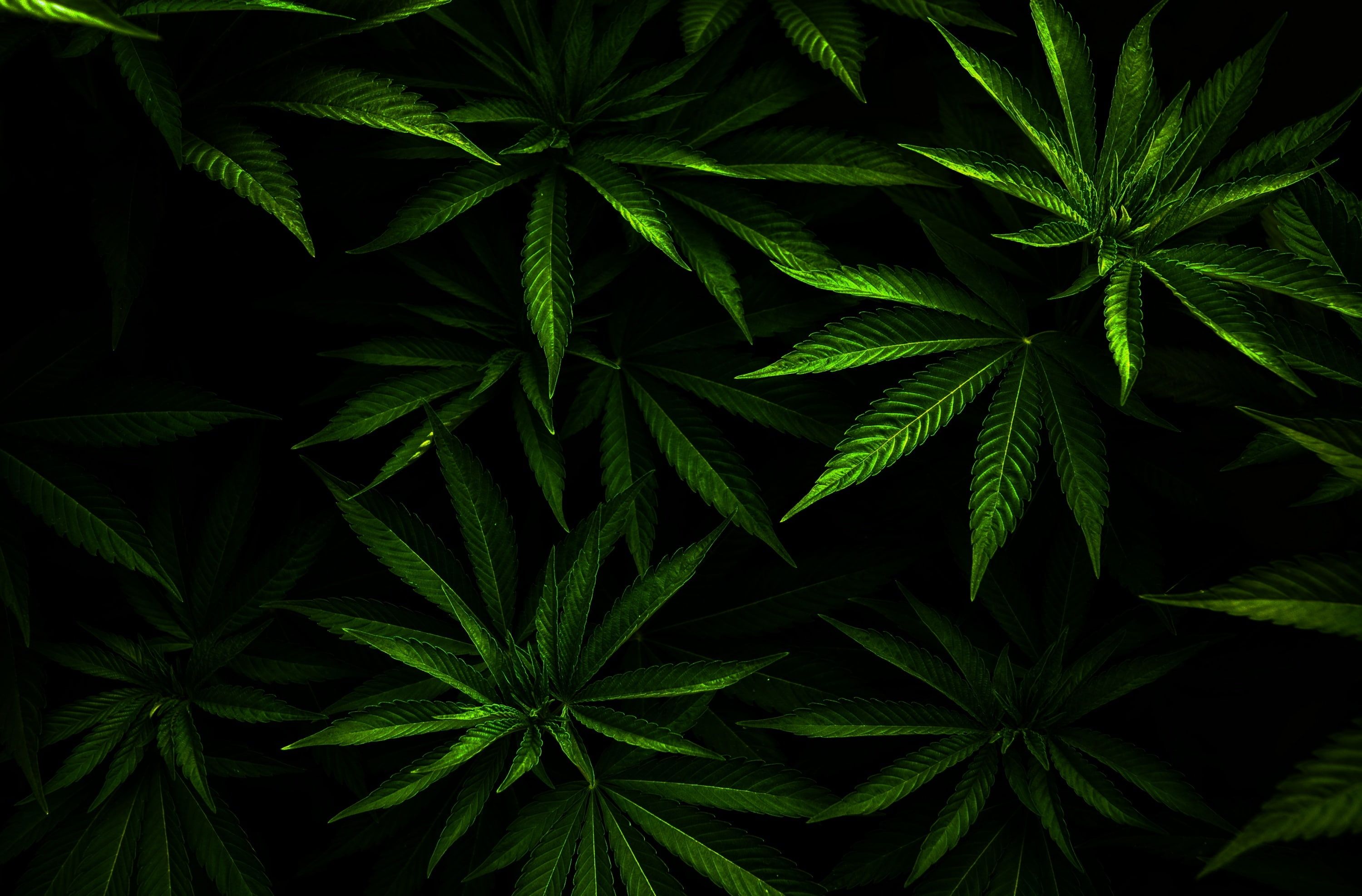 Neon Weed Wallpapers.